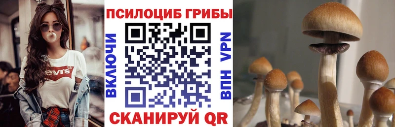 Псилоцибиновые грибы прущие грибы  Тайга 
